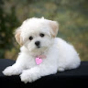 Meet your Posher, Bella